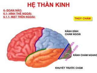 HỆ THẦN KINH
6- ĐOAN NÃO:
6.1- HÌNH THỂ NGOÀI:
6.1.1- MẶT TRÊN NGOÀI:
                                       THÙY CHẨM
                                       THÙY CHẨM



                              RÃNH ĐỈNH
                              CHẨM NGOÀI




                                         ÊN
                                      TR


                                       I
                                     Ớ
                                   DƯ
                                  ẨM
                                CH

                               ẨM
                                      RÃNH CHẨM NGANG




                             CH
                              I
                           HỒ

                                 I
                              HỒ
                         KHUYẾT TRƯỚC CHẨM
 
