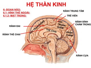 HỆ THẦN KINH
6- ĐOAN NÃO:                                                   RÃNH TRUNG TÂM
6.1- HÌNH THỂ NGOÀI:
6.1.2- MẶT TRONG:                                                   TRẺ VIỀN

                                                            HỒI
                                           NG                              RÃNH ĐỈNH
                                      RO                   TRƯỚ            CHẨM TRONG
    RÃNH ĐAI                       NT                      CHÊM C
                                 RÁ             THỂ
                            IT                      CHA
                                                       I
                       HỒ                                           PHẦN
RÃNH THỂ CHAI                                                       CHẨM




                                                                           RÃNH CỰA
 