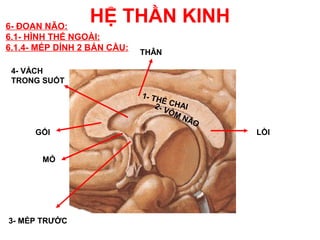 6- ĐOAN NÃO:
                 HỆ THẦN KINH
6.1- HÌNH THỂ NGOÀI:
6.1.4- MÉP DÍNH 2 BÁN CẦU:   THÂN

 4- VÁCH
 TRONG SUỐT
                             1- TH
                                   Ể
                                 2- V CHAI
                                     ÒM
                                        NÃ
                                           O
      GỐI                                      LỒI


       MỎ




3- MÉP TRƯỚC
 
