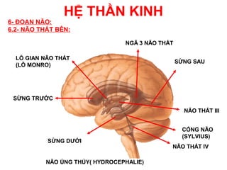 HỆ THẦN KINH
6- ĐOAN NÃO:
6.2- NÃO THẤT BÊN:

                                NGÃ 3 NÃO THẤT

  LỖ GIAN NÃO THẤT
                                                 SỪNG SAU
  (LỖ MONRO)




 SỪNG TRƯỚC

                                                   NÃO THẤT III


                                                  CỐNG NÃO
                                                  (SYLVIUS)
           SỪNG DƯỚI
                                             NÃO THẤT IV

          NÃO ÚNG THỦY( HYDROCEPHALIE)
 