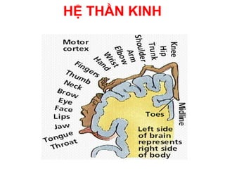 HỆ THẦN KINH
 