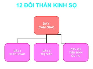 12 ĐÔI THẦN KINH SỌ


              DÂY
            CẢM GIÁC




                        DÂY VIII
  DÂY I      DÂY II
                       TIỀN ĐÌNH
KHỨU GIÁC   THỊ GIÁC
                         ỐC TAI
 
