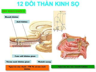 12 ĐÔI THẦN KINH SỌ
DÂY KHỨU GIÁC( I)
DÂY KHỨU GIÁC( I)
 Haønh khöùu

           daõi khöùu




          Caùc sôïi khöùu giaùc


  Nieâm maïc khöùu giaùc          Maûnh saøng

    Nguyeân uûy thaät : :TB Tk nieâm maïc
     Nguyeân uûy thaät TB Tk nieâm maïc         Nguyeân uûy hö : :haønh khöùu
                                                 Nguyeân uûy hö haønh khöùu
                   khöùu
                    khöùu
 