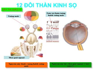 12 ĐÔI THẦN KINH SỌ
DÂY THỊ GIÁC( II)
DÂY THỊ GIÁC( II)
                                              Caùc teá baùo taàng
                                               haïch voõng maïc
     Voõng maïc




     Theå goái ngoaøi


     Nguyeân uûy thaät : :taàng haïch voõng
      Nguyeân uûy thaät taàng haïch voõng          Nguyeân uûy hö : :theå goái ngoaøi + loài
                                                    Nguyeân uûy hö theå goái ngoaøi + loài
                     maïc
                     maïc                                         naõo T
                                                                     naõo T
 