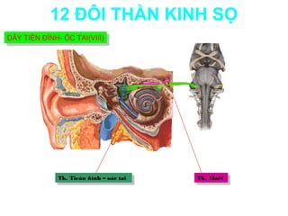 12 ĐÔI THẦN KINH SỌ
DÂY TIỀN ĐÌNH- ỐC TAI(VIII)
DÂY TIỀN ĐÌNH- ỐC TAI(VIII)




             Tk. Tieàn ñình ––oác tai
              Tk. Tieàn ñình oác tai    Tk. Maët
                                         Tk. Maët
 