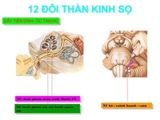 12 ĐÔI THẦN KINH SỌ
DÂY TIỀN ĐÌNH- ỐC TAI(VIII)
DÂY TIỀN ĐÌNH- ỐC TAI(VIII)




      NU thaät phaàn tieàn ñình: Haïch TÑ
       NU thaät phaàn tieàn ñình: Haïch TÑ

      NU thaät phaàn oác tai: haïch xoaén    NU hö : :raõnh haønh - -caàu
                                              NU hö raõnh haønh caàu
       NU thaät phaàn oác tai: haïch xoaén
      oác
       oác
 
