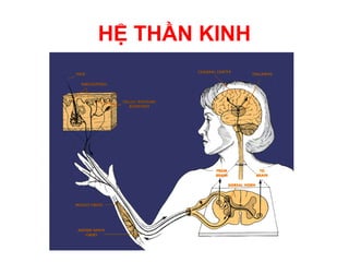 HỆ THẦN KINH
 