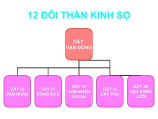 12 ĐÔI THẦN KINH SỌ

                        DÂY
                      VẬN ĐỘNG




                       DÂY VI               DÂY XII
 DÂY III    DÂY IV                DÂY XI
                      VẬN NHÃN             VẬN ĐỘNG
VẬN NHÃN   RÒNG RỌC              DÂY PHỤ
                       NGOÀI                 LƯỠI
 