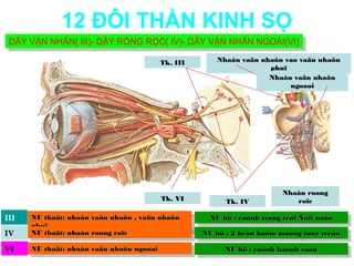 12 ĐÔI THẦN KINH SỌ
 DÂY VẬN NHÃN( III)- DÂY RÒNG RỌC( IV)- DÂY VẬN NHÃN NGOÀI(VI)
 DÂY VẬN NHÃN( III)- DÂY RÒNG RỌC( IV)- DÂY VẬN NHÃN NGOÀI(VI)
                                        Tk. III        Nhaân vaän nhaõn vaø vaän nhaõn
                                                                    phuï
                                                                    Nhaân vaän nhaõn
                                                                         ngoaøi




                                                                          Nhaân roøng
                                           Tk. VI         Tk. IV             roïc

III   NU thaät: nhaân vaän nhaõn , ,vaän nhaõn
       NU thaät: nhaân vaän nhaõn vaän nhaõn          NU hö : :raõnh trong truï Ñaïi naõo
                                                       NU hö raõnh trong truï Ñaïi naõo
      phuï
       phuï
IV    NU thaät: nhaân roøng roïc
       NU thaät: nhaân roøng roïc                   NU hö : :2 beân haõm maøng tuûy treân
                                                     NU hö 2 beân haõm maøng tuûy treân
VI    NU thaät: nhaân vaän nhaõn ngoøai
       NU thaät: nhaân vaän nhaõn ngoøai                  NU hö : :raõnh haønh caàu
                                                           NU hö raõnh haønh caàu
 