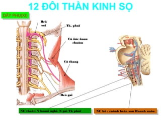 12 ĐÔI THẦN KINH SỌ
DÂY PHỤ(XI)
DÂY PHỤ(XI)
                   Reã
                   soï             Tk. phuï



                                    Cô öùc ñoøn
                                      chuûm




                                 Cô thang




                               Reå gai




       NU thaät: N hoaøi nghi, N gai Tk phuï
        NU thaät: N hoaøi nghi, N gai Tk phuï     NU hö : :raõnh beân sau Haønh naõo
                                                   NU hö raõnh beân sau Haønh naõo
 