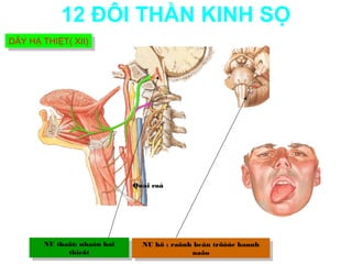 12 ĐÔI THẦN KINH SỌ
DÂY HẠ THIỆT( XII)
DÂY HẠ THIỆT( XII)




                              Quai coå




       NU thaät: nhaân haï
        NU thaät: nhaân haï     NU hö : :raõnh beân tröôùc haønh
                                 NU hö raõnh beân tröôùc haønh
              thieät
               thieät                         naõo
                                               naõo
 