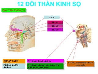 12 ĐÔI THẦN KINH SỌ
DÂY TAM THOA( V)
DÂY TAM THOA( V)

                                        Tk. V

                                          Tk. V1
                                          Tk. V2
                                          Tk. V3




PHAÀN CAÛM         NU thaät: Haïch sinh ba
                    NU thaät: Haïch sinh ba
GIAÙC                                               NU hö : :maët tröôùc beân
                                                     NU hö maët tröôùc beân
PHAÀN VAÄN         NU thaät: nhaân vaän ñoäng Tk            caàu naõo
                                                             caàu naõo
                    NU thaät: nhaân vaän ñoäng Tk
ÑOÄNG              sinh ba ôû caàu naõo
                    sinh ba ôû caàu naõo
 