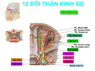 12 ĐÔI THẦN KINH SỌ
                     DÂY MẮT( V1)
                     DÂY MẮT( V1)




                                 Tk. Döôùi RR
                                 Tk. Saøng tröôùc
                                 Tk. Saøng sau
                           Tk. Muõi mi


                           Tk. leä
                               Tk. Treân roøng
                             Tk. Treân oå maét
                                     roïc
                          Tk. traùn

                       Tk. V1

                        Tk. V2
Tk. III
                       Tk. V3
Tk. IV
                            Haïch sinh ba
 