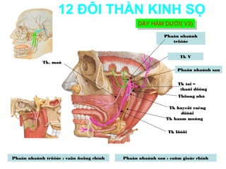 12 ĐÔI THẦN KINH SỌ
                                               DÂY HÀM DƯỚI( V3)
                                               DÂY HÀM DƯỚI( V3)
                                                         Phaân nhaùnh
                                                            tröôùc


                                                                Tk V
            Tk. maù
                                                               Phaân nhaùnh sau


                                                               Tk tai –
                                                                thaùi döông
                                                               Thöøng nhó

                                                           Tk huyeät raêng
                                                                döôùi
                                                          Tk haøm moùng


                                                           Tk löôõi




Phaân nhaùnh tröôùc : vaän ñoäng chính   Phaân nhaùnh sau : caûm giaùc chính
 