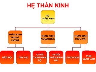 HỆ THẦN KINH
                            HỆ
                         THẦN KINH




    THẦN KINH
                         THẦN KINH               THẦN KINH
     TRUNG
                         NGOẠI BIÊN              THỰC VẬT
      ƯƠNG




                      12 ĐÔI      31 ĐÔI
                                                          PHÓ
NÃO BỘ    TỦY GAI   THẦN KINH   THẦN KINH   GIAO CẢM
                                                       GIAO CẢM
                        SỌ         GAI
 