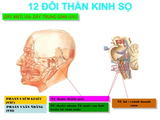 12 ĐÔI THẦN KINH SỌ
DÂY MẶT( VII)- DÂY TRUNG GIAN (VII’)
DÂY MẶT( VII)- DÂY TRUNG GIAN (VII’)




 PHAÀN CAÛM GIAÙC     NU thaät: Haïch goái
                       NU thaät: Haïch goái
 (VII’)                                                   NU hö : :raõnh haønh
                                                           NU hö raõnh haønh
                      NU thaät: nhaân Tk maët vaø boït             caàu
                                                                    caàu
 PHAÀN VAÄN ÑOÄNG      NU thaät: nhaân Tk maët vaø boït
 (VII)                treân ôû caàu naõo
                       treân ôû caàu naõo
 