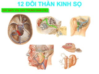 12 ĐÔI THẦN KINH SỌ
DÂY MẶT( VII)- DÂY TRUNG GIAN (VII’)
DÂY MẶT( VII)- DÂY TRUNG GIAN (VII’)
 