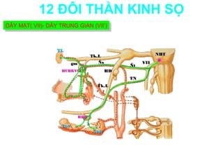 12 ĐÔI THẦN KINH SỌ
DÂY MẶT( VII)- DÂY TRUNG GIAN (VII’)
DÂY MẶT( VII)- DÂY TRUNG GIAN (VII’)



                 TL
                                Tk.L                    NBT

                         gm        Ñs             VII
                                             Ñt
                   HCBKVC               HD
                                             TN
                                  Tk.L




                          HDH

                   TDL
                                 TDH
 