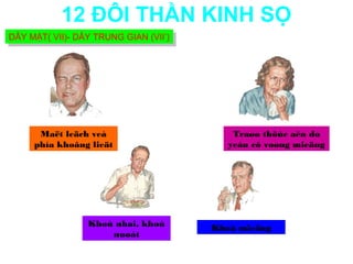 12 ĐÔI THẦN KINH SỌ
DÂY MẶT( VII)- DÂY TRUNG GIAN (VII’)
DÂY MẶT( VII)- DÂY TRUNG GIAN (VII’)




      Maët leäch veà                       Traøo thöùc aên do
     phía khoâng lieät                    yeáu cô voøng mieäng




                 Khoù nhai, khoù       Khoâ mieäng
                     nuoát
 