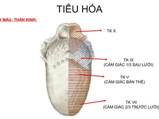 TIÊU HÓA
H MÁU- THẦN KINH:

                                TK X




                                        TK IX
                               (CẢM GIÁC 1/3 SAU LƯỠI)


                                      TK V
                               (CẢM GIÁC BẢN THỂ)




                                         TK VII
                               (CẢM GIÁC 2/3 TRƯỚC LƯỠI)
 