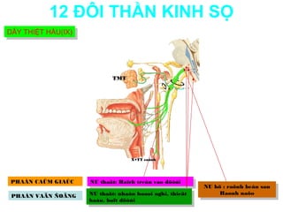 12 ĐÔI THẦN KINH SỌ
DÂY THIỆT HẦU(IX)
DÂY THIỆT HẦU(IX)




                            TMT




                                  X+TT caûnh




PHAÀN CAÛM GIAÙC    NU thaät: Haïch treân vaø döôùi
                     NU thaät: Haïch treân vaø döôùi      NU hö : :raõnh beân sau
                                                           NU hö raõnh beân sau
                    NU thaät: nhaân hoaøi nghi, thieät         Haønh naõo
                                                                Haønh naõo
 PHAÀN VAÄN ÑOÄNG    NU thaät: nhaân hoaøi nghi, thieät
                    haàu, boït döôùi
                     haàu, boït döôùi
 