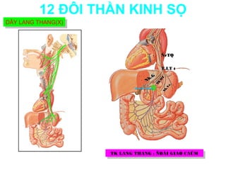 12 ĐÔI THẦN KINH SỌ
DÂY LANG THANG(X)
DÂY LANG THANG(X)




                                             ÑrTQ


                                             T.LT t
                                       G
                                    h.




                                              T
                                  N




                                             H
                                           h.
                                          N


                                                 Vò
                            Haïch taïng




                                              h.
                                             N
                    TK LANG THANG : :ÑOÁI GIAO CAÛM
                     TK LANG THANG ÑOÁI GIAO CAÛM
 