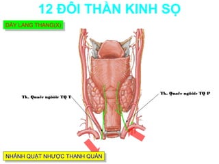 12 ĐÔI THẦN KINH SỌ
DÂY LANG THANG(X)
DÂY LANG THANG(X)




                              Tk. Quaëc ngöôïc TQ P
    Tk. Quaëc ngöôïc TQ T




NHÁNH QUẶT NHƯỢC THANH QUẢN
NHÁNH QUẶT NHƯỢC THANH QUẢN
 