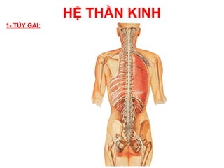 HỆ THẦN KINH
1- TỦY GAI:
 