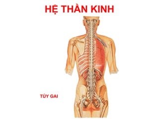 HỆ THẦN KINH




TỦY GAI
 