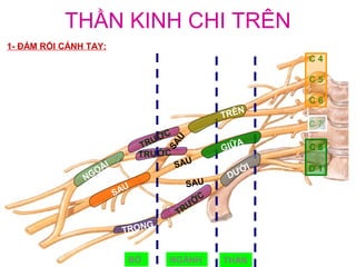 THẦN KINH CHI TRÊN
1- ĐÁM RỐI CÁNH TAY:
                                                          C4

                                                          C5

                                                          C6
                                                     N
                                                  TRÊ
                                                          C7
                                     C
                                   ƯỚ



                                      U
                                 TR                   A
                                                  GI Ữ

                                    SA
                                                          C8
                                TRƯỚC
                      I                  SAU
                    OÀ                               ỚI   D1
               NG                                  DƯ
                            U              SAU
                          SA
                                            ƯỚC
                                         TR
                                G
                           TRON


                            BÓ       NGÀNH        THÂN
 