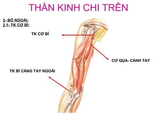 THẦN KINH CHI TRÊN
2- BÓ NGOÀI:
2.1- TK CƠ BÌ:

                 TK CƠ BÌ




                            CƠ QỤA- CÁNH TAY

   TK BÌ CẲNG TAY NGOÀI
 