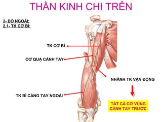 THẦN KINH CHI TRÊN
2- BÓ NGOÀI:
2.1- TK CƠ BÌ:



                   TK CƠ BÌ


           CƠ QUẠ CÁNH TAY



                              NHÀNH TK VẬN ĐỘNG



      TK BÌ CẲNG TAY NGOÀI

                              TẤT CẢ CƠ VÙNG
                              CÁNH TAY TRƯỚC
 