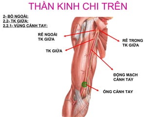 THẦN KINH CHI TRÊN
2- BÓ NGOÀI:
2.2- TK GIỮA:
2.2.1- VÙNG CÁNH TAY:

                RỄ NGOÀI
                TK GIỮA              RỄ TRONG
                                     TK GIỮA
                    TK GIỮA




                                  ĐỘNG MẠCH
                                  CÁNH TAY


                              ỐNG CÁNH TAY
 