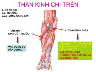 THẦN KINH CHI TRÊN
2- BÓ NGOÀI:
2.2- TK GIỮA:
2.2.3- VÙNG CẲNG TAY:




    THẦN KINH                 THẦN KINH GIỮA
    GIAN CỐT TRƯỚC



                        VẬN ĐỘNG TẤT CẢ CÁC CƠ
    VẬN ĐỘNG CƠ         VÙNG CẲNG TAY TRƯỚC
    SẤP VUÔNG           NGOẠI TRỪ CƠ:
                        -GẤP CỒ TAY TRỤ
                        - ½ TRONG CƠ GẤP CHUNG
                        -CÁC NGÓN SÂU
 