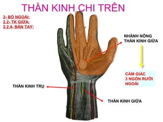 THẦN KINH CHI TRÊN
2- BÓ NGOÀI:
2.2- TK GIỮA:
2.2.4- BÀN TAY:

                            NHÁNH NÔNG
                            THẦN KINH GIỮA




                             CẢM GIÁC
                             3 NGÓN RƯỠI
                             NGOÀI
    THẦN KINH TRỤ


                      THẦN KINH GIỮA
 