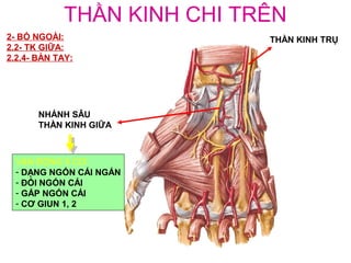 THẦN KINH CHI TRÊN
2- BÓ NGOÀI:                THẦN KINH TRỤ
2.2- TK GIỮA:
2.2.4- BÀN TAY:




       NHÁNH SÂU
       THẦN KINH GIỮA



  VẬN ĐỘNG 5 CƠ:
  - DẠNG NGÓN CÁI NGẮN
  - ĐỐI NGÓN CÁI
  - GẤP NGÓN CÁI
  - CƠ GIUN 1, 2
 