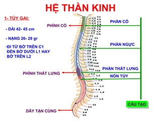 HỆ THẦN KINH
1- TỦY GAI:
                                 PHẦN CỔ
                   PHÌNH CỔ
- DÀI 42- 45 cm

- NẶNG 26- 28 gr
                                 PHẦN NGỰC
-ĐI TỪ BỜ TRÊN C1
 ĐẾN BỜ DƯỚI L1 HAY
 BỜ TRÊN L2


                              PHẦN THẮT LƯNG
        PHÌNH THẮT LƯNG
                                NÓN TỦY




                                       CẤU TẠO
                                       CẤU TẠO
          DÂY TẬN CÙNG
 
