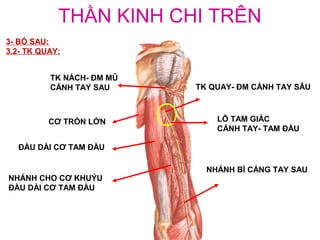 THẦN KINH CHI TRÊN
3- BÓ SAU:
3.2- TK QUAY:


          TK NÁCH- ĐM MŨ
          CÁNH TAY SAU     TK QUAY- ĐM CÁNH TAY SÂU



          CƠ TRÒN LỚN          LỖ TAM GIÁC
                               CÁNH TAY- TAM ĐẦU

  ĐẦU DÀI CƠ TAM ĐẦU

                             NHÁNH BÌ CẲNG TAY SAU
NHÁNH CHO CƠ KHUỶU
ĐẦU DÀI CƠ TAM ĐẦU
 