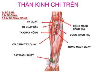 THẦN KINH CHI TRÊN
3- BÓ SAU:
3.2- TK QUAY:
3.2.1- TK QUAY NÔNG:
                   TK QUAY

              TK QUAY SÂU      ĐỘNG MẠCH
                               CÁNH TAY
            TK QUAY NÔNG
                             ĐỘNG MẠCH TRỤ



       CƠ CÁNH TAY QUAY
                             ĐỘNG MẠCH QUAY


        BẮT MẠCH QUAY
 