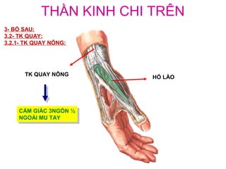 THẦN KINH CHI TRÊN
3- BÓ SAU:
3.2- TK QUAY:
3.2.1- TK QUAY NÔNG:




      TK QUAY NÔNG      HỐ LÀO




    CẢM GIÁC 3NGÓN ½
    CẢM GIÁC 3NGÓN ½
    NGOÀI MU TAY
    NGOÀI MU TAY
 
