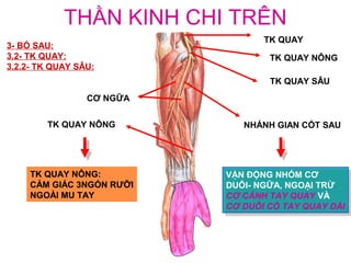 THẦN KINH CHI TRÊN
                                  TK QUAY
3- BÓ SAU:
3.2- TK QUAY:                      TK QUAY NÔNG
3.2.2- TK QUAY SÂU:
                                   TK QUAY SÂU
                 CƠ NGỮA


        TK QUAY NÔNG          NHÁNH GIAN CỐT SAU




     TK QUAY NÔNG:         VẬN ĐỘNG NHÓM CƠ
                            VẬN ĐỘNG NHÓM CƠ
     CẢM GIÁC 3NGÓN RƯỠI   DUỖI- NGỮA, NGOẠI TRỪ
                            DUỖI- NGỮA, NGOẠI TRỪ
     NGOÀI MU TAY          CƠ CÁNH TAY QUAY VÀ
                            CƠ CÁNH TAY QUAY VÀ
                           CƠ DUỖI CỔ TAY QUAY DÀI
                            CƠ DUỖI CỔ TAY QUAY DÀI
 
