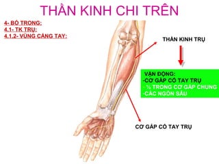THẦN KINH CHI TRÊN
4- BÓ TRONG:
4.1- TK TRỤ:
4.1.2- VÙNG CẲNG TAY:
                                THẦN KINH TRỤ




                           VẬN ĐỘNG:
                          -CƠ GẦP CỔ TAY TRỤ
                          - ½ TRONG CƠ GẤP CHUNG
                          -CÁC NGÓN SÂU




                        CƠ GẤP CỔ TAY TRỤ
 