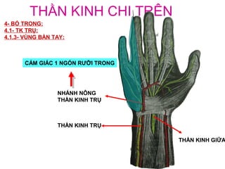 THẦN KINH CHI TRÊN
4- BÓ TRONG:
4.1- TK TRỤ:
4.1.3- VÙNG BÀN TAY:



      CẢM GIÁC 1 NGÓN RƯỠI TRONG




                 NHÁNH NÔNG
                 THẦN KINH TRỤ



                 THẦN KINH TRỤ

                                   THẦN KINH GIỮA
 