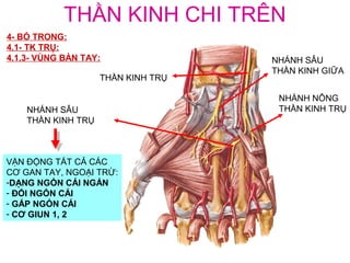 THẦN KINH CHI TRÊN
4- BÓ TRONG:
4.1- TK TRỤ:
4.1.3- VÙNG BÀN TAY:                NHÁNH SÂU
                                    THẦN KINH GIỮA
                    THẦN KINH TRỤ

                                     NHÀNH NÔNG
    NHÁNH SÂU                        THẦN KINH TRỤ
    THẦN KINH TRỤ



VẬN ĐỘNG TẤT CẢ CÁC
CƠ GAN TAY, NGOẠI TRỪ:
-DẠNG NGÓN CÁI NGẮN
- ĐỐI NGÓN CÁI
- GẤP NGÓN CÁI
- CƠ GIUN 1, 2
 