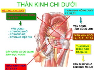 THẦN KINH CHI DƯỚI
MẶT SAU CHI DƯỚI
MẶT SAU CHI DƯỚI          THẦN KINH MÔNG DƯỚI
                           THẦN KINH MÔNG DƯỚI
                          L5, S1,S2
                           L5, S1,S2
   THẦN KINH MÔNG TRÊN
    THẦN KINH MÔNG TRÊN
   L4, L5, S1
    L4, L5, S1


                               VẬN ĐỘNG:
       VẬN ĐỘNG:               - CƠ MÔNG LỚN
    - CƠ MÔNG NHỠ
    - CƠ MÔNG BÉ,              THẦN KINH NGỒI
    - CƠ CĂNG MẠC ĐÙI           THẦN KINH NGỒI
                               L4, L5, S1, S2, S3
                                L4, L5, S1, S2, S3


                                 THẦN KINH
                                  THẦN KINH
                                 BÌ ĐÙI SAU
                                  BÌ ĐÙI SAU
  ĐÁY CHẬU VÀ CƠ QUAN            S1, S2, S3
                                  S1, S2, S3
  SINH DỤC NGOÀI



                               CẢM GIÁC VÙNG
  THẦN KINH THẸN
   THẦN KINH THẸN              SINH DỤC NGOÀI
  S2, S3, S4
 