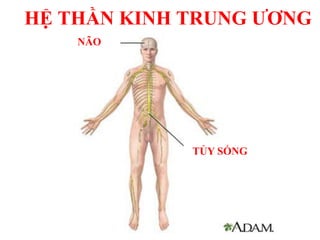 NÃO
TỦY SỐNG
HỆ THẦN KINH TRUNG ƢƠNG
 