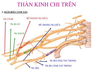 THẦN KINH CHI TRÊN
1- ĐÁM RỐI CÁNH TAY:
TK CƠ BÌ
TK QUAY
TK NÁCH
RỄ NGOÀI TK GIỮA
RỄ TRONG TK GIỮA
TK BÌ CẲNG TAY TRONG
TK BÌ CÁNH TAY TRONG
TK TRỤ
 