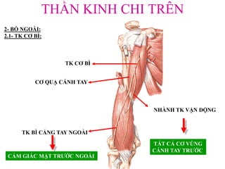 THẦN KINH CHI TRÊN
2- BÓ NGOÀI:
2.1- TK CƠ BÌ:
TK CƠ BÌ
CƠ QUẠ CÁNH TAY
TK BÌ CẲNG TAY NGOÀI
NHÀNH TK VẬN ĐỘNG
TẤT CẢ CƠ VÙNG
CÁNH TAY TRƢỚC
CẢM GIÁC MẶT TRƢỚC NGOÀI
 