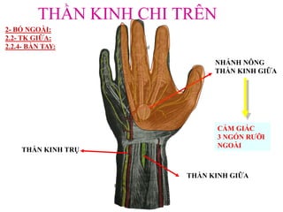 THẦN KINH CHI TRÊN
THẦN KINH TRỤ
CẢM GIÁC
3 NGÓN RƢỠI
NGOÀI
THẦN KINH GIỮA
NHÁNH NÔNG
THẦN KINH GIỮA
2- BÓ NGOÀI:
2.2- TK GIỮA:
2.2.4- BÀN TAY:
 