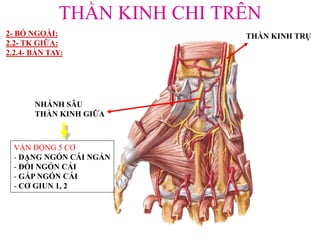 THẦN KINH CHI TRÊN
THẦN KINH TRỤ
NHÁNH SÂU
THẦN KINH GIỮA
VẬN ĐỘNG 5 CƠ:
- DẠNG NGÓN CÁI NGẮN
- ĐỐI NGÓN CÁI
- GẤP NGÓN CÁI
- CƠ GIUN 1, 2
2- BÓ NGOÀI:
2.2- TK GIỮA:
2.2.4- BÀN TAY:
 